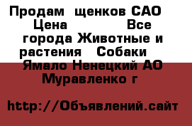 Продам ,щенков САО. › Цена ­ 30 000 - Все города Животные и растения » Собаки   . Ямало-Ненецкий АО,Муравленко г.